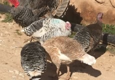 Trip-February 2016 - 46